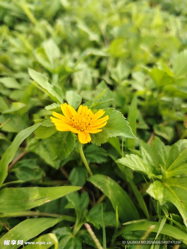 绿叶丛中的明艳小黄花