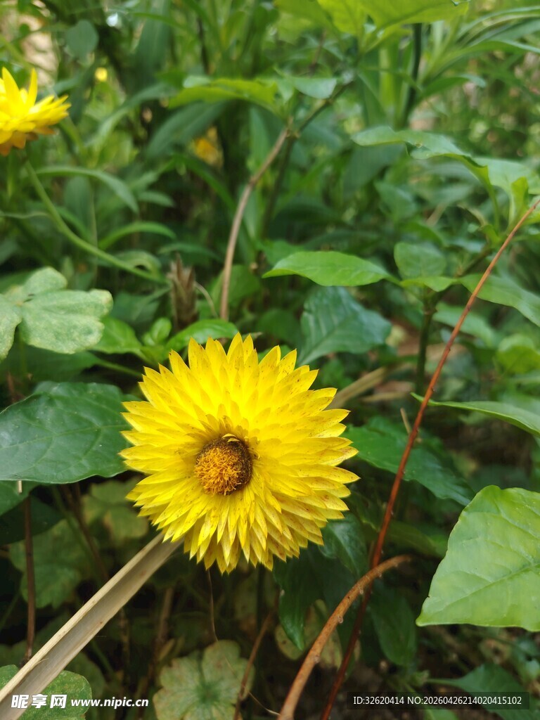 黄色灿烂向日葵