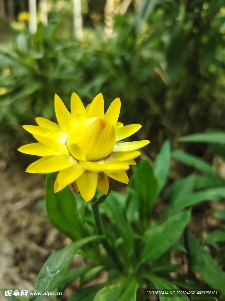 黄色小花绽放绿叶间
