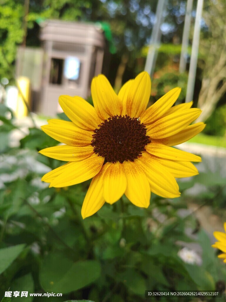 黄色向日葵绽放于绿植间