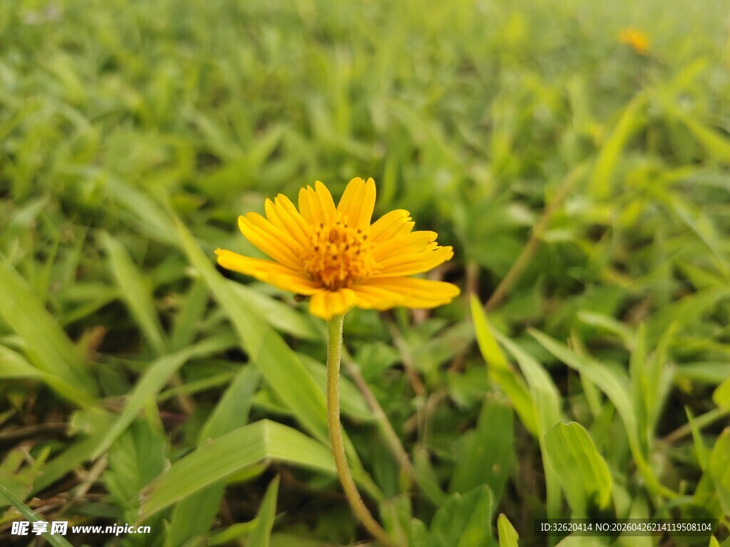 田野中的单株黄色小花