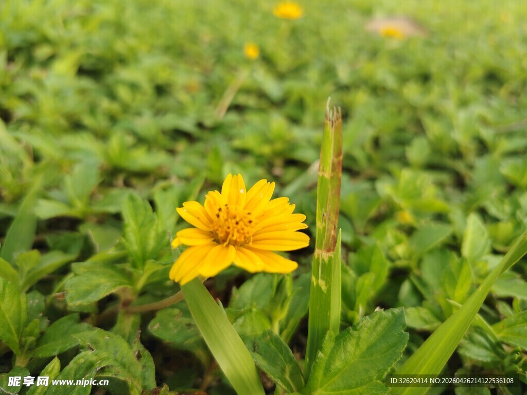 绿叶丛中一朵黄色小花