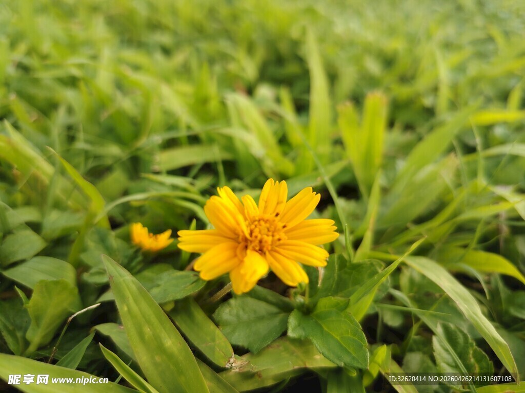 绿草间的明艳小黄花