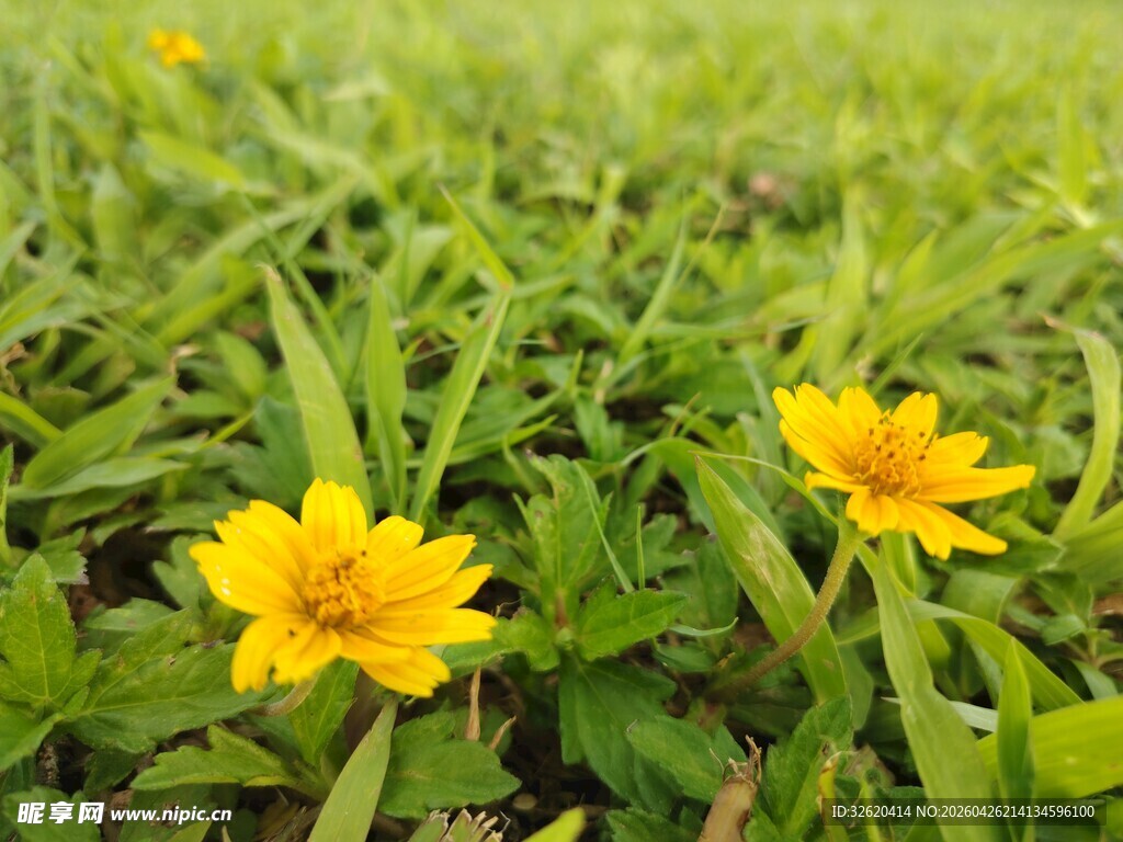 草地上的黄色小花
