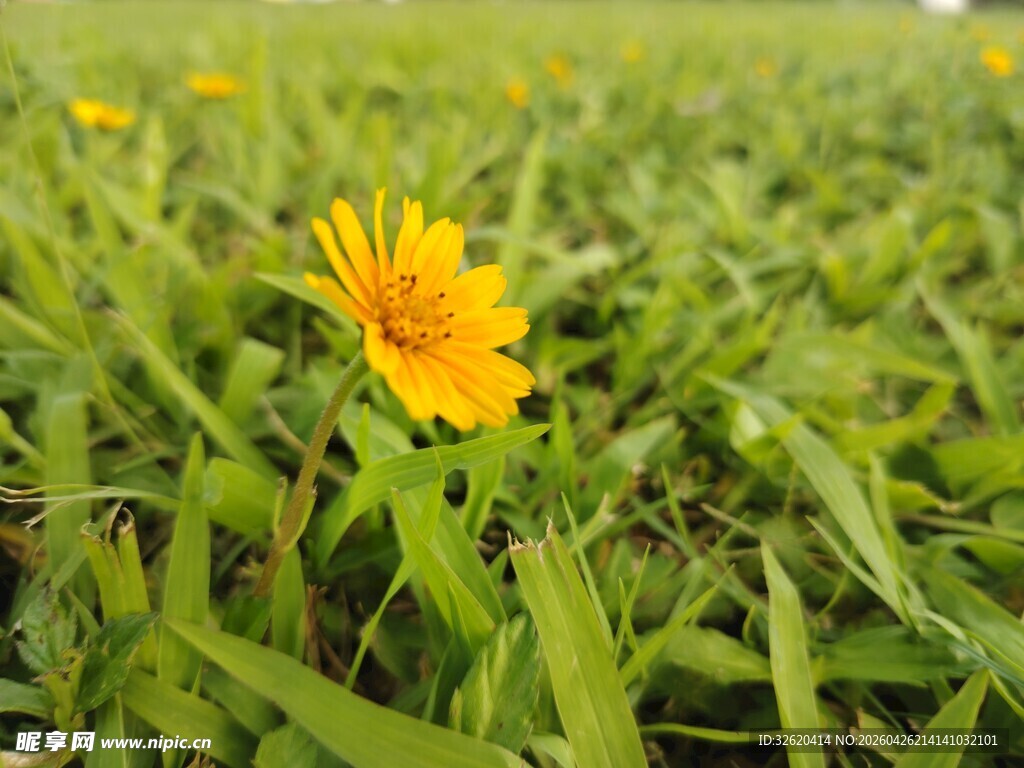 绿草间的灿烂小黄花