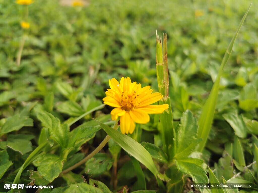 绿草间的黄色小花