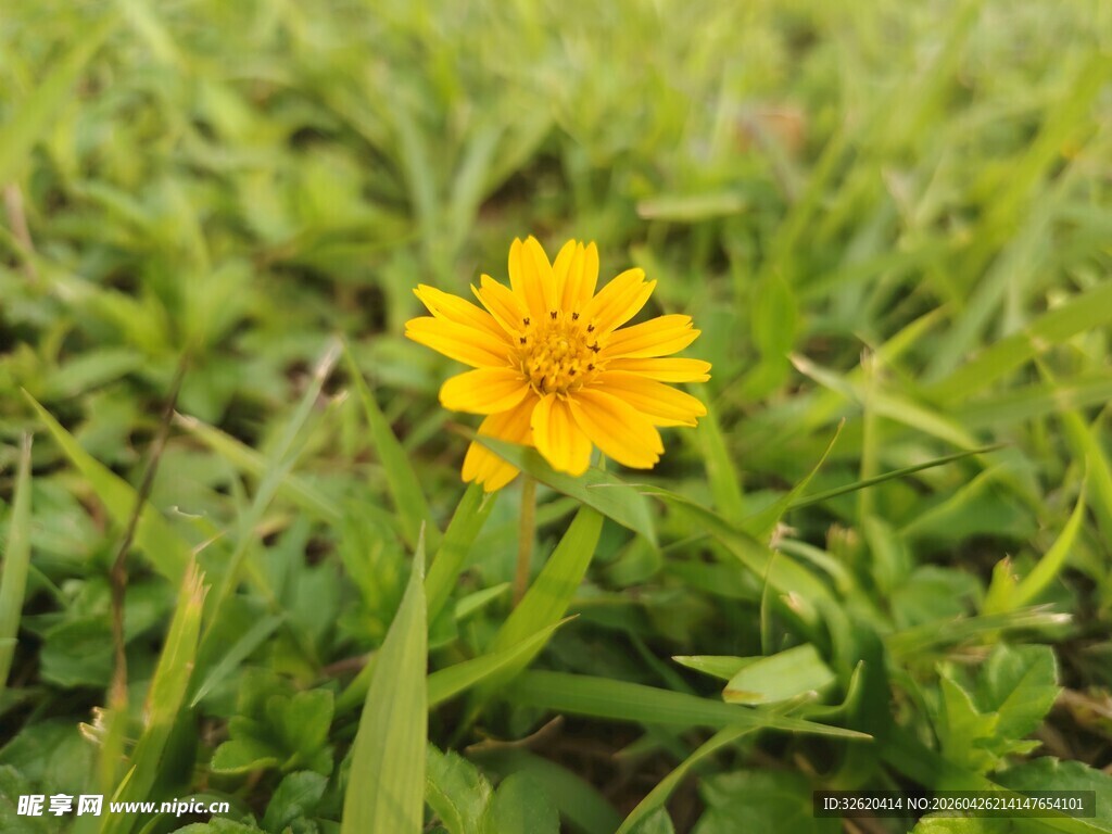 绿草中的黄色小花