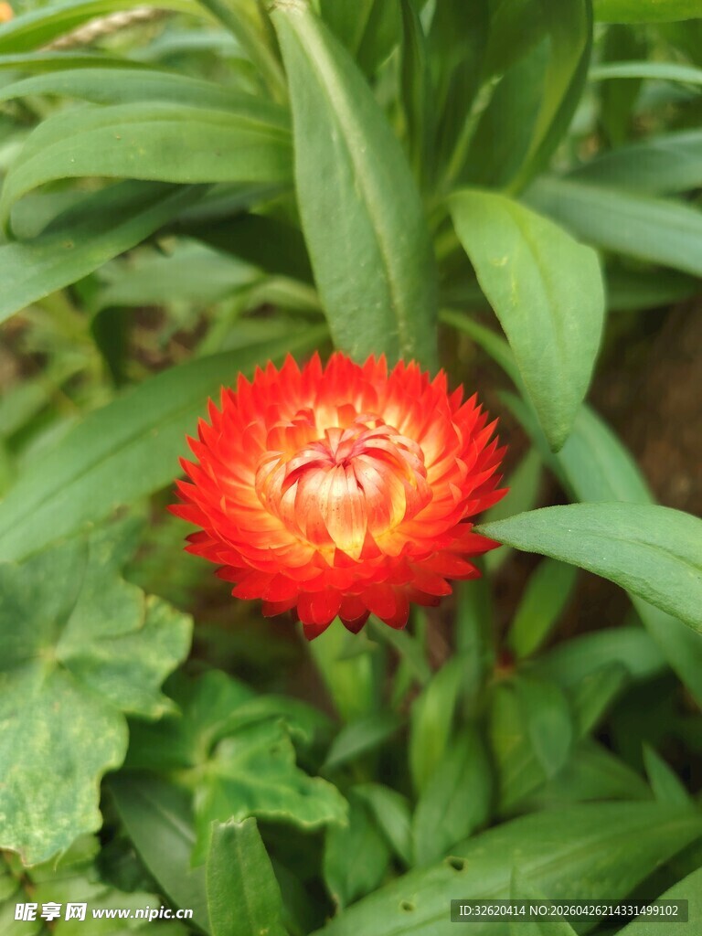 鲜艳橙红花朵绽放绿叶间
