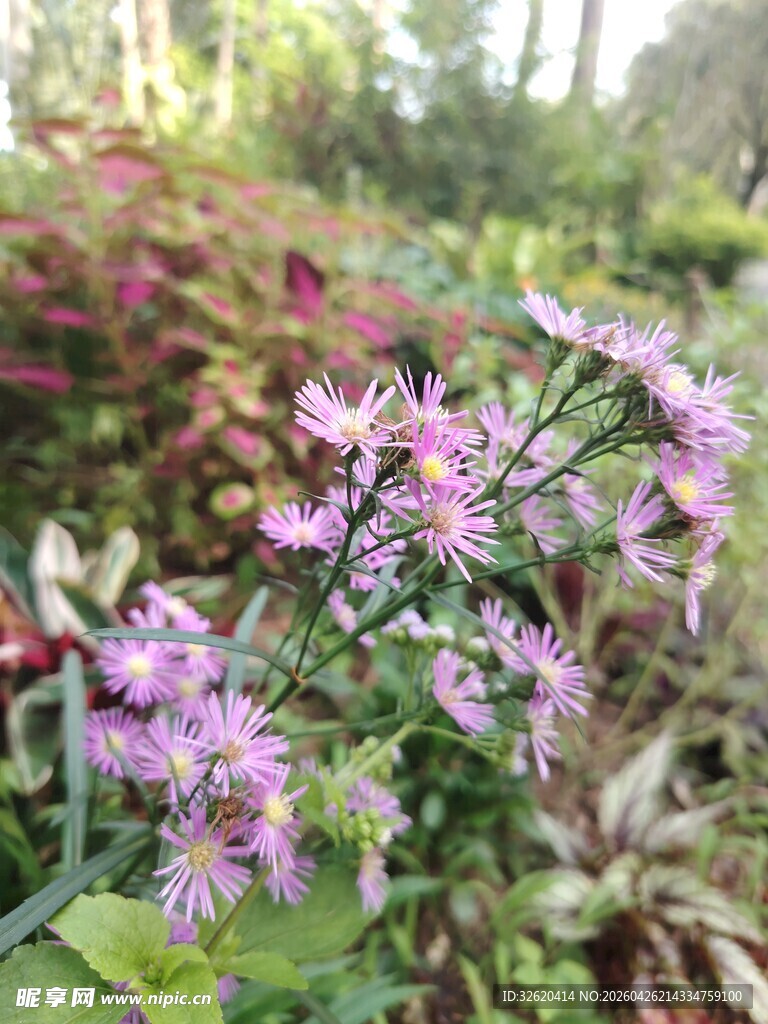 美丽紫花绽放于多彩植物间