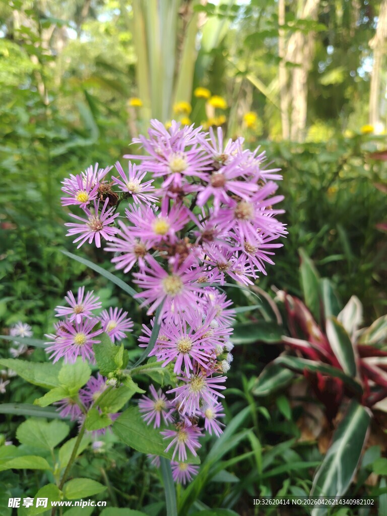 林间绽放的紫色美丽小花