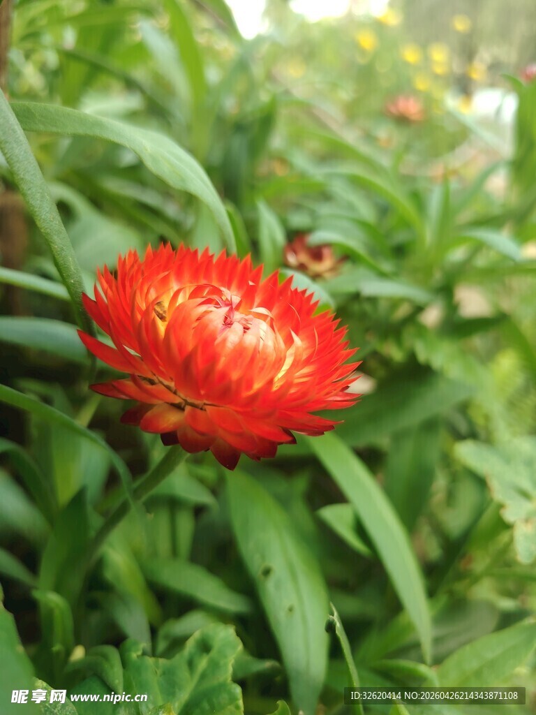 鲜艳红花绽放绿叶间