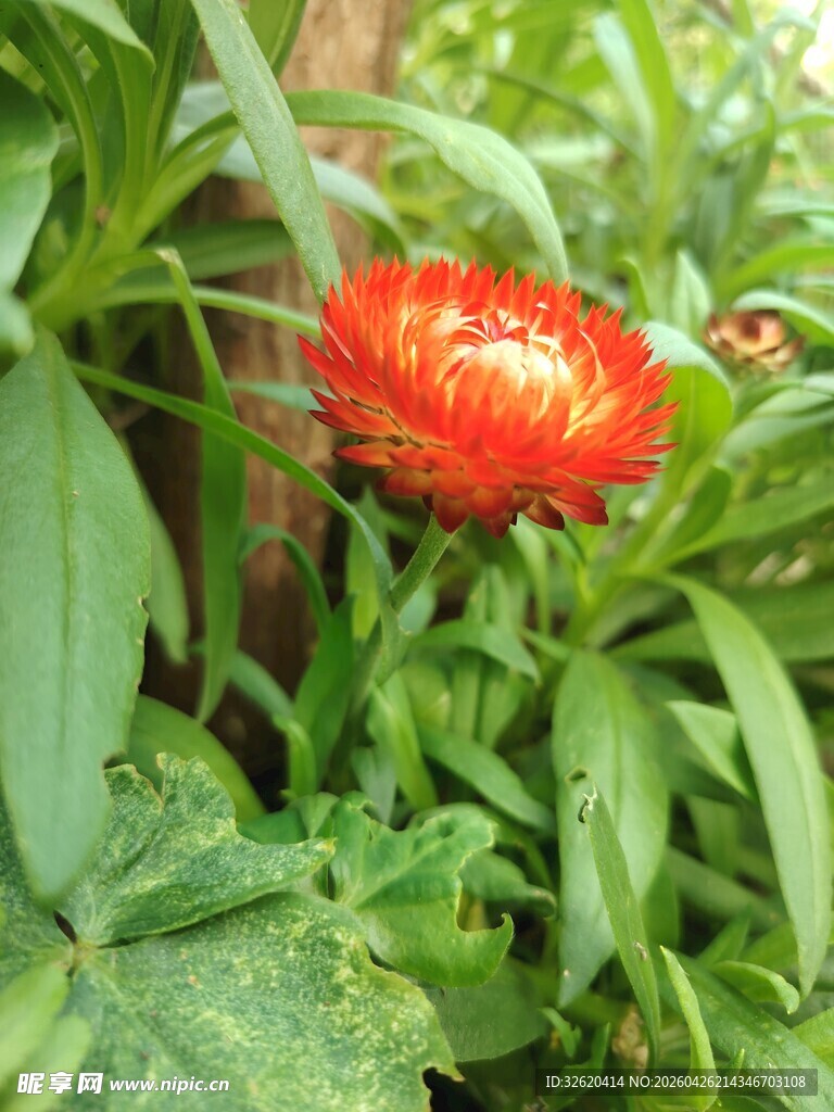 鲜艳红花绽放于绿叶间