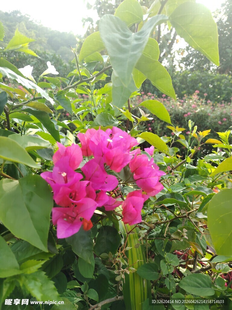 娇艳三角梅绽放绿叶间