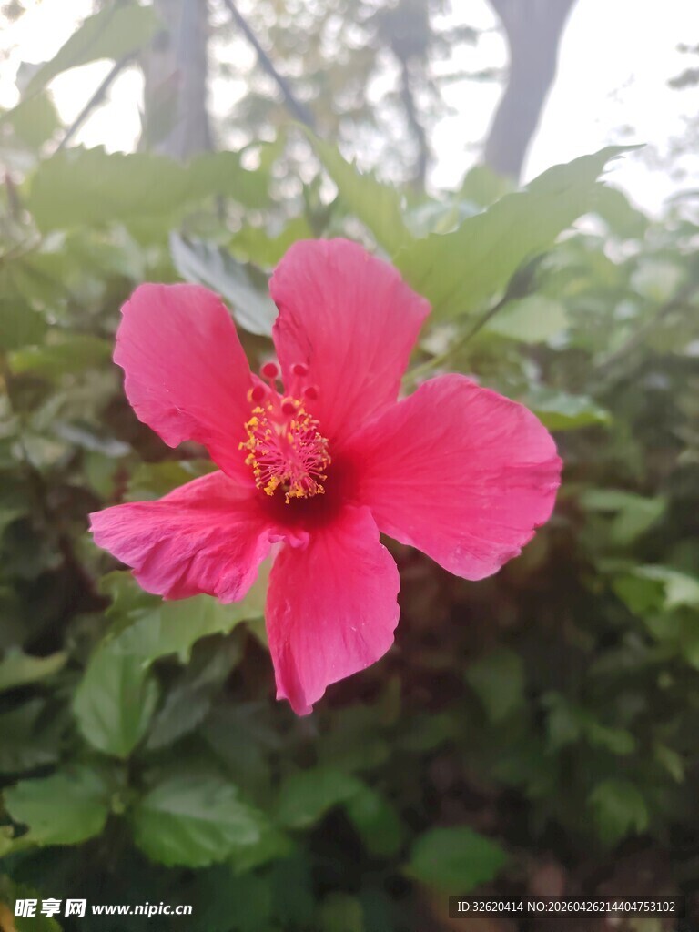 娇艳粉色木槿花