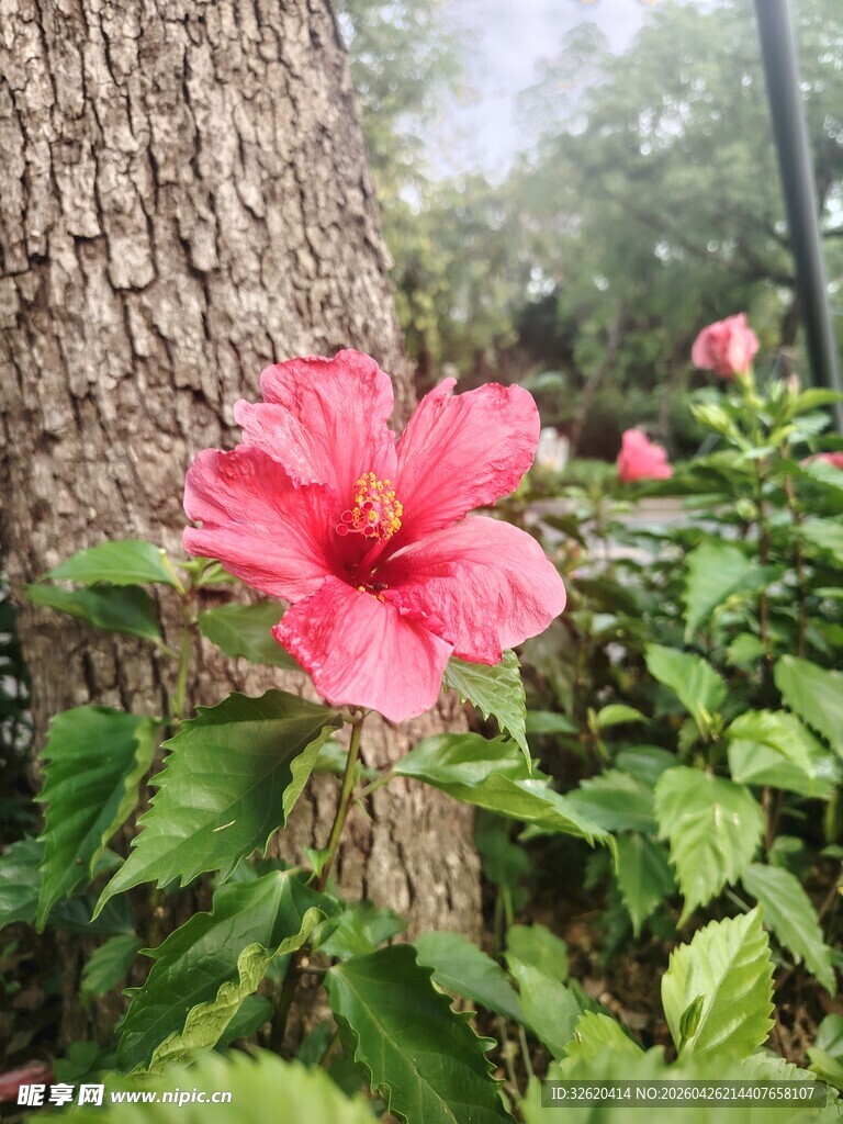 木槿花