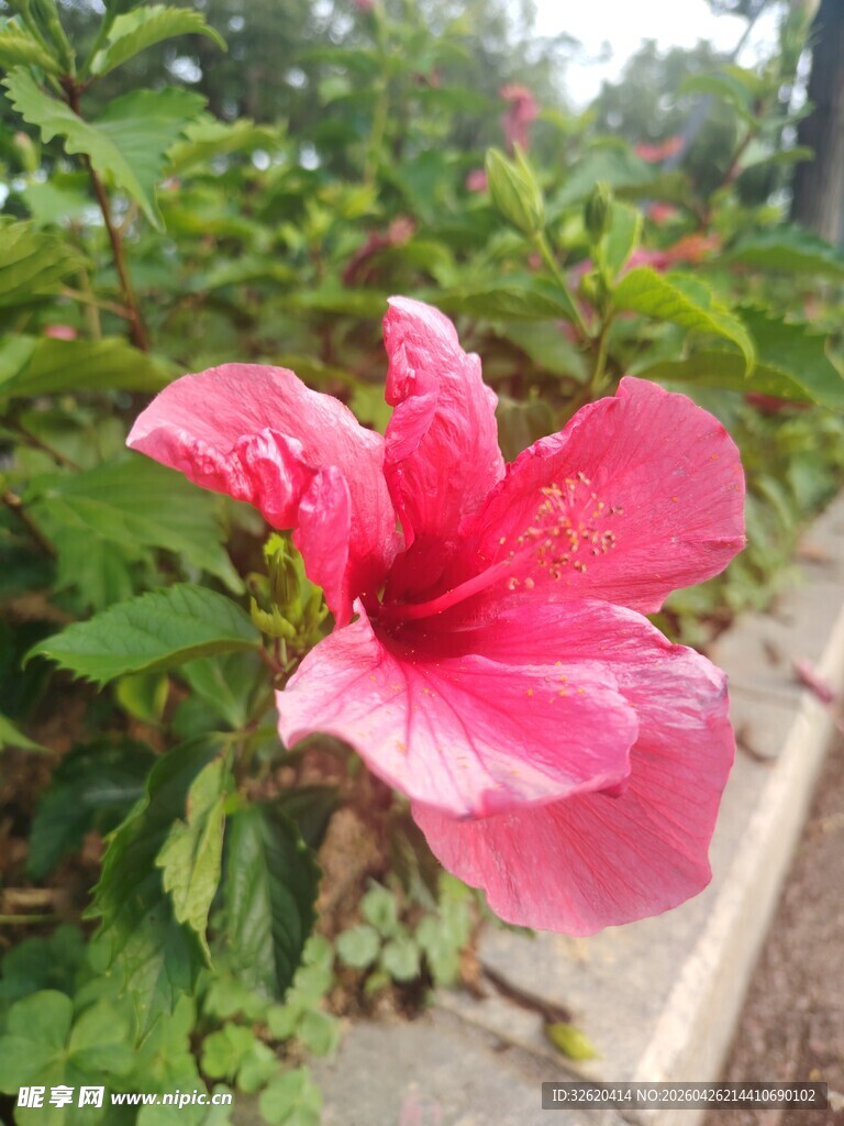 娇艳粉色扶桑花绽放