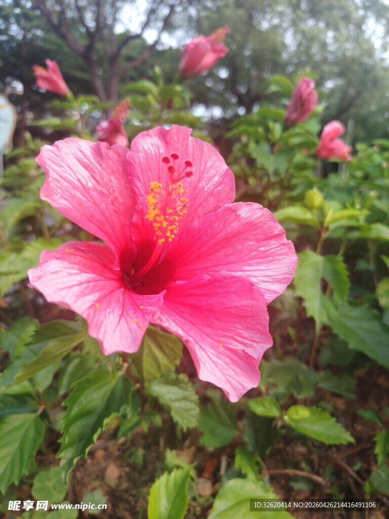 娇艳木槿花绽放