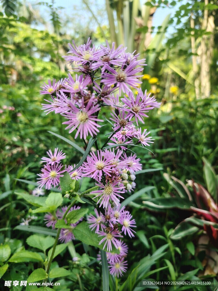 紫色花卉绽放于绿植间