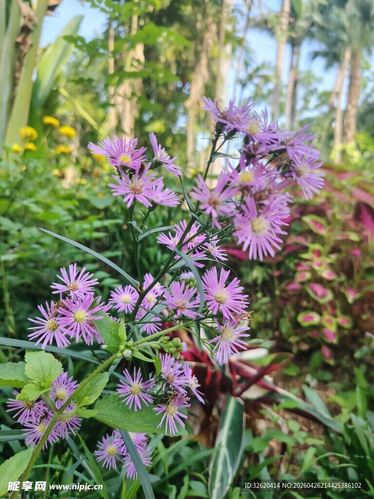 紫色花卉绽放于绿植间