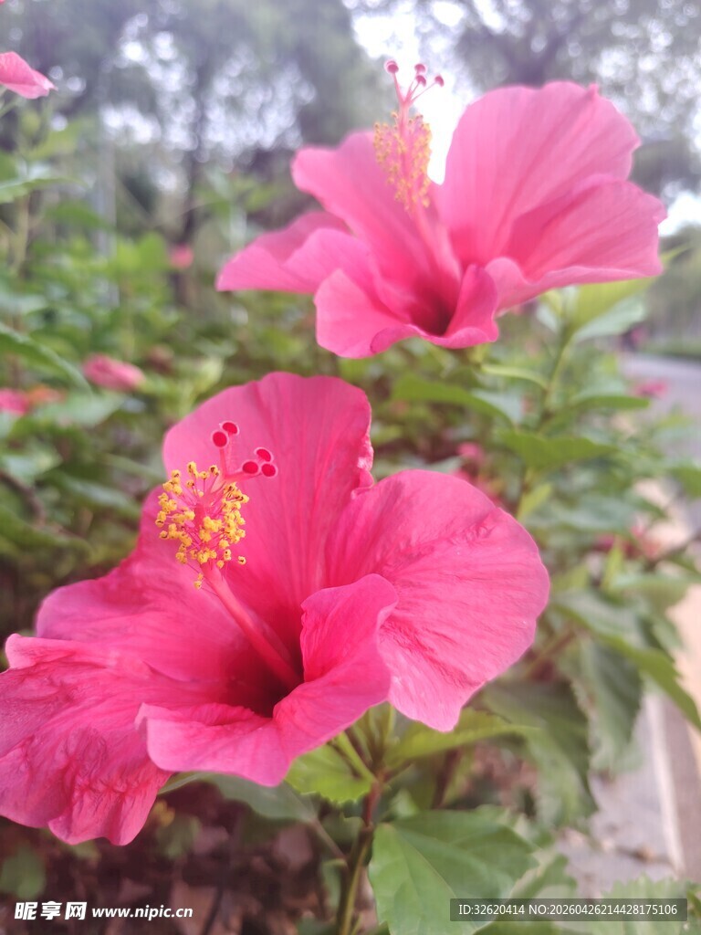 娇艳木槿花绽放
