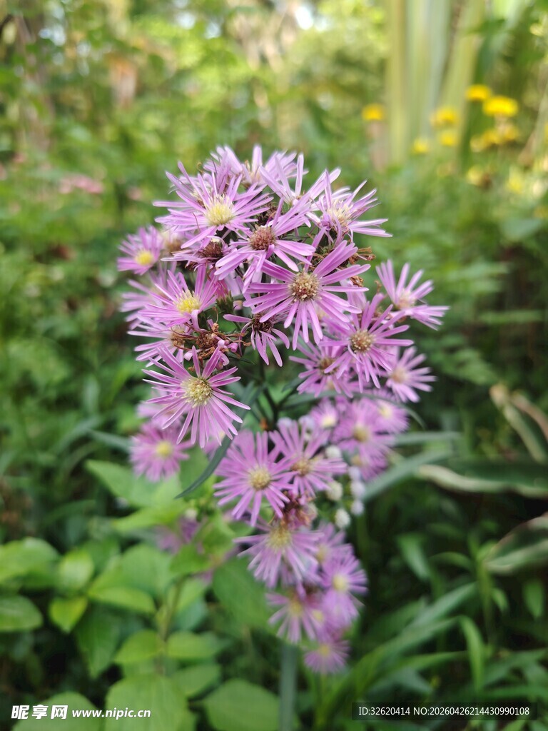 紫色葱属花卉绽放