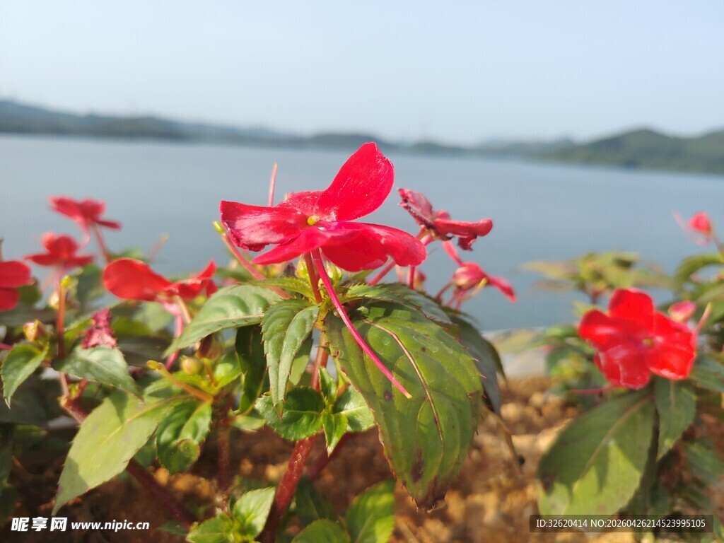湖畔绽放的艳丽红花