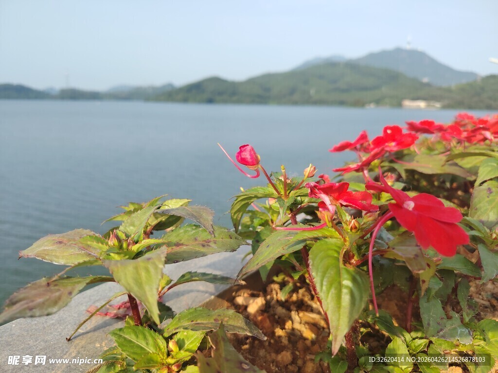 湖畔红花绿植美景