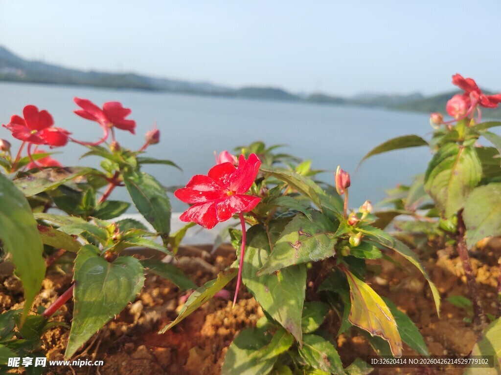 湖畔绽放的艳丽红花