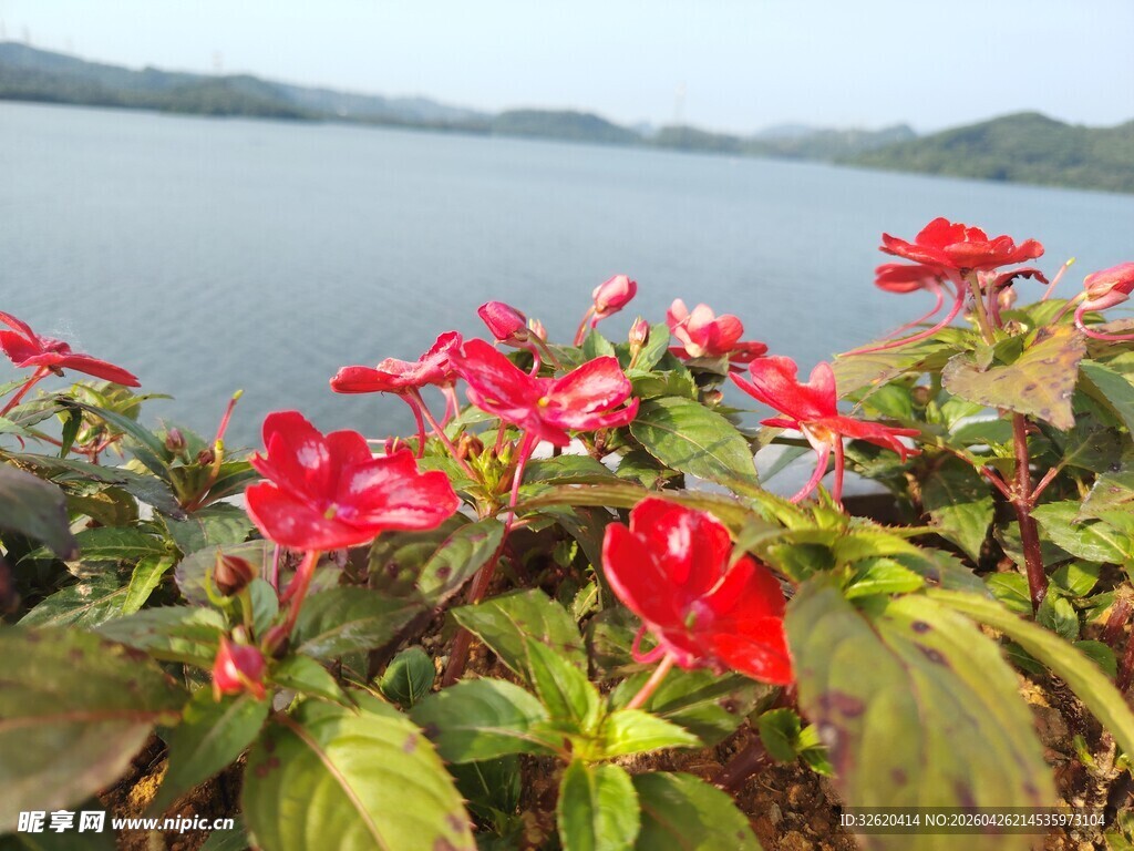 湖畔绽放的艳丽红色花朵