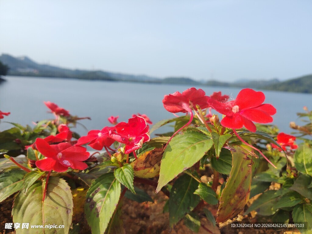 湖畔红花绽放美丽景致