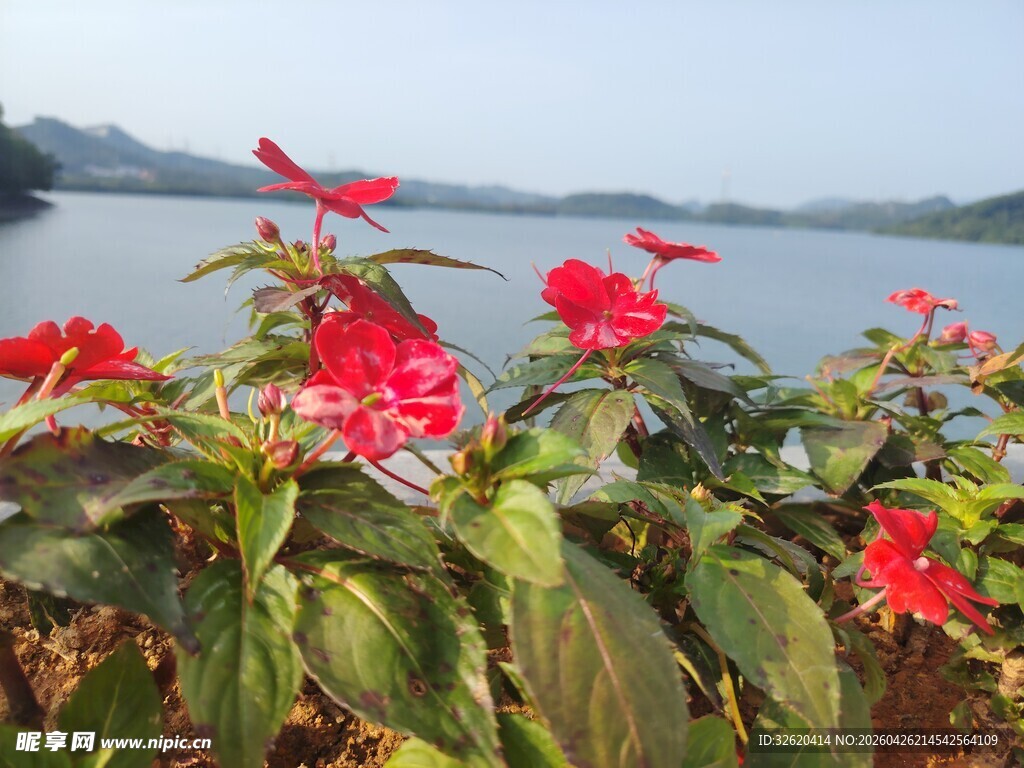 湖畔绽放的艳丽红花
