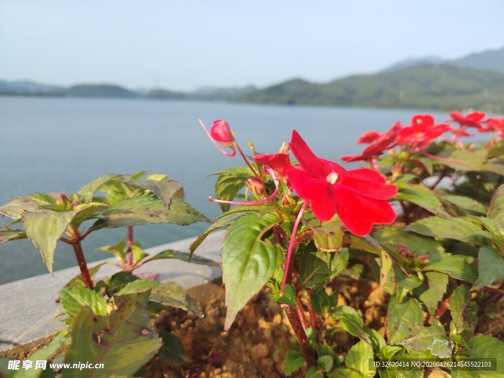 湖畔绽放的艳丽红花