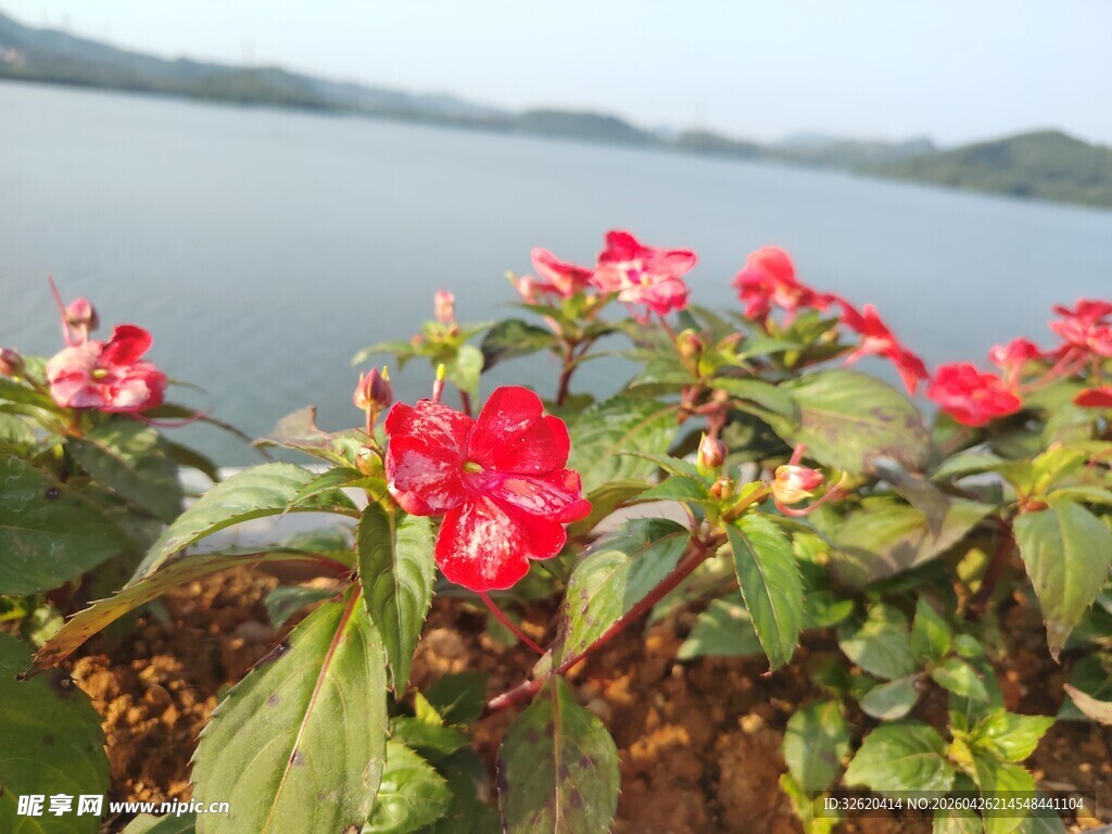 湖畔绽放的娇艳红色花卉