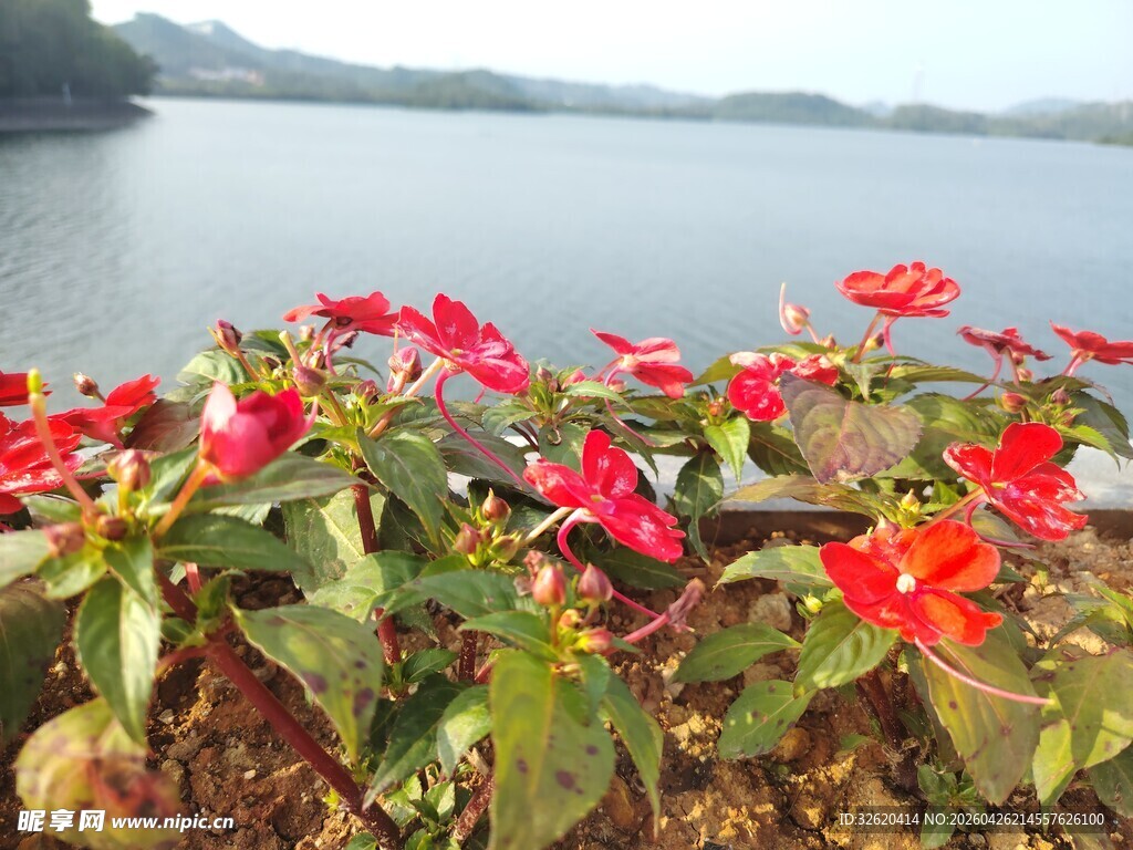 湖畔艳丽绽放的红色花卉