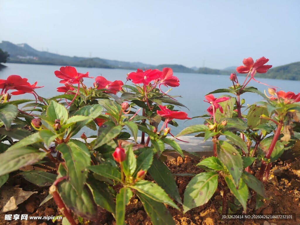 湖畔绽放的艳丽红花