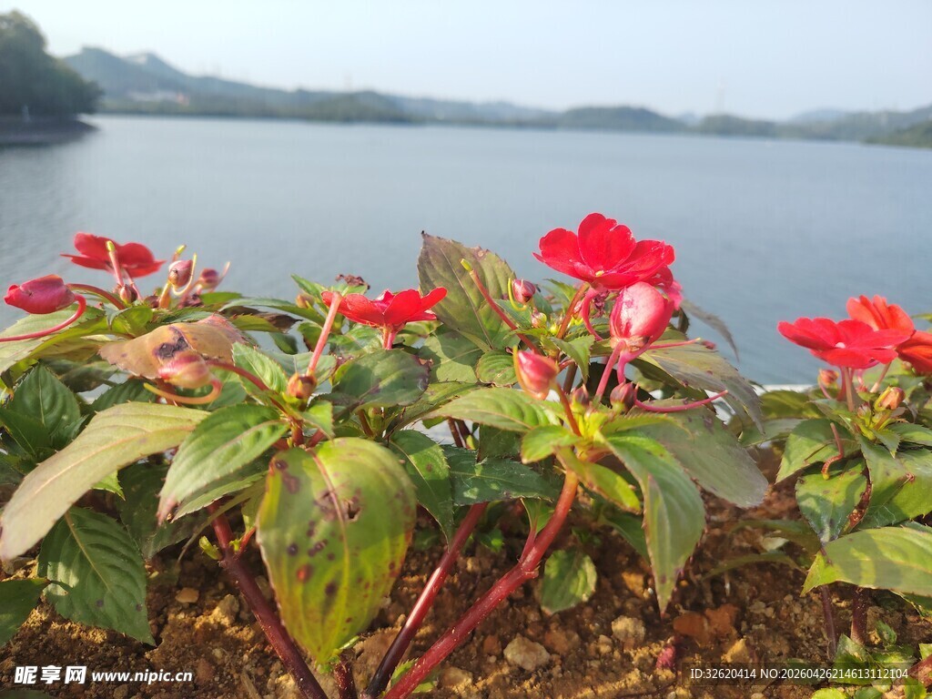 湖畔绽放的艳丽花卉