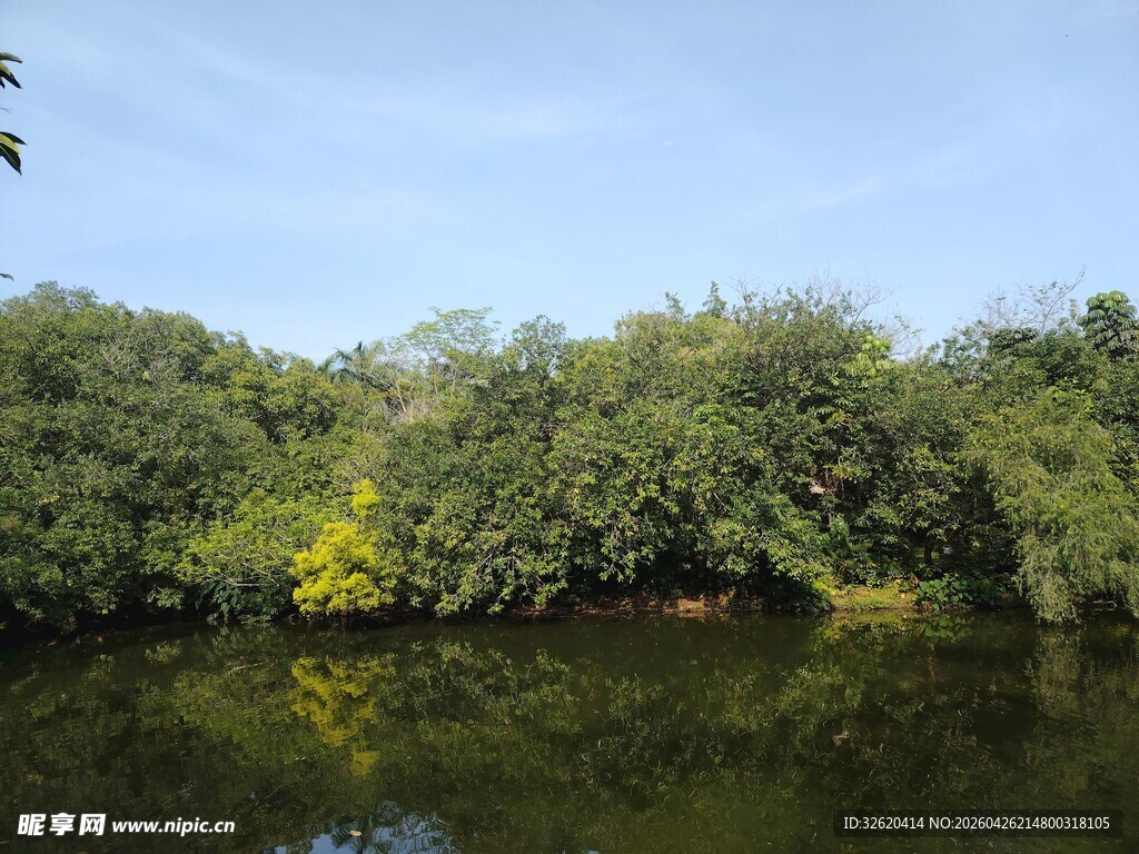 湖畔绿树美景