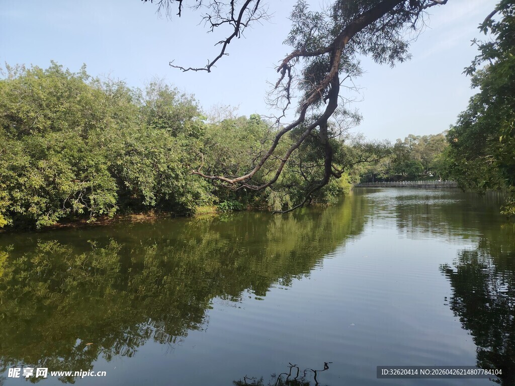 宁静河畔绿树成荫的美景