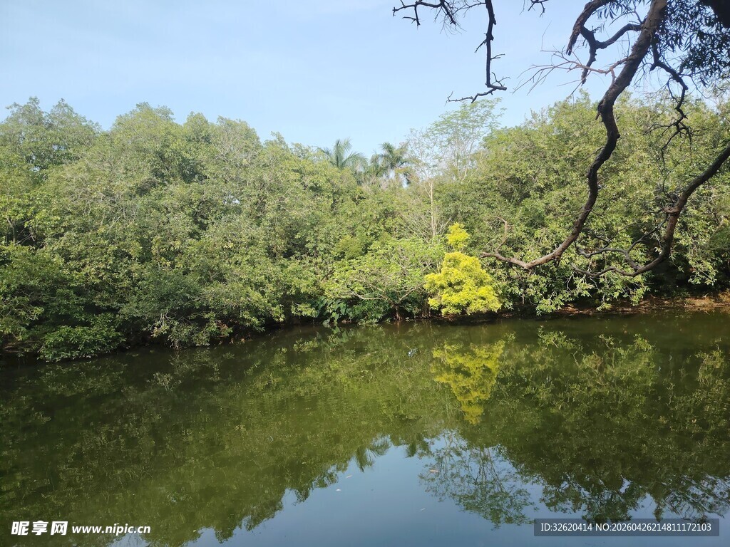 宁静河畔绿树倒映美景