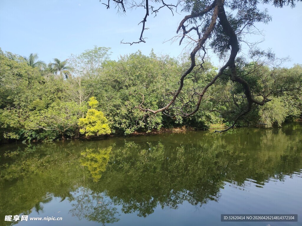 湖畔绿树黄花倒影美景