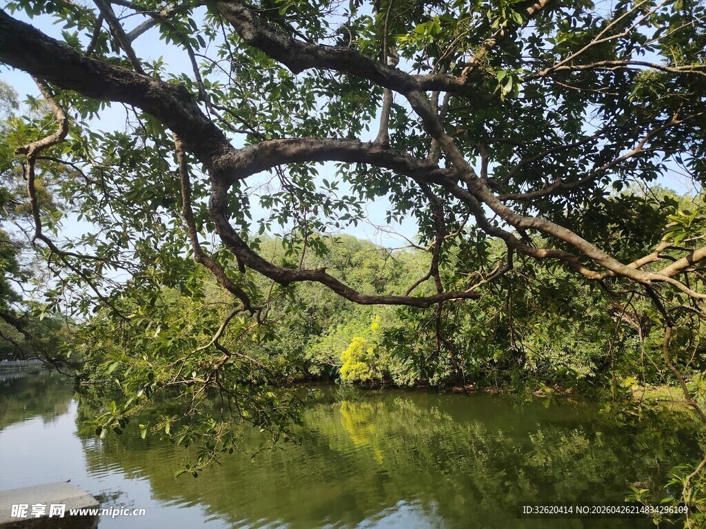 湖畔繁茂树木的静谧景致