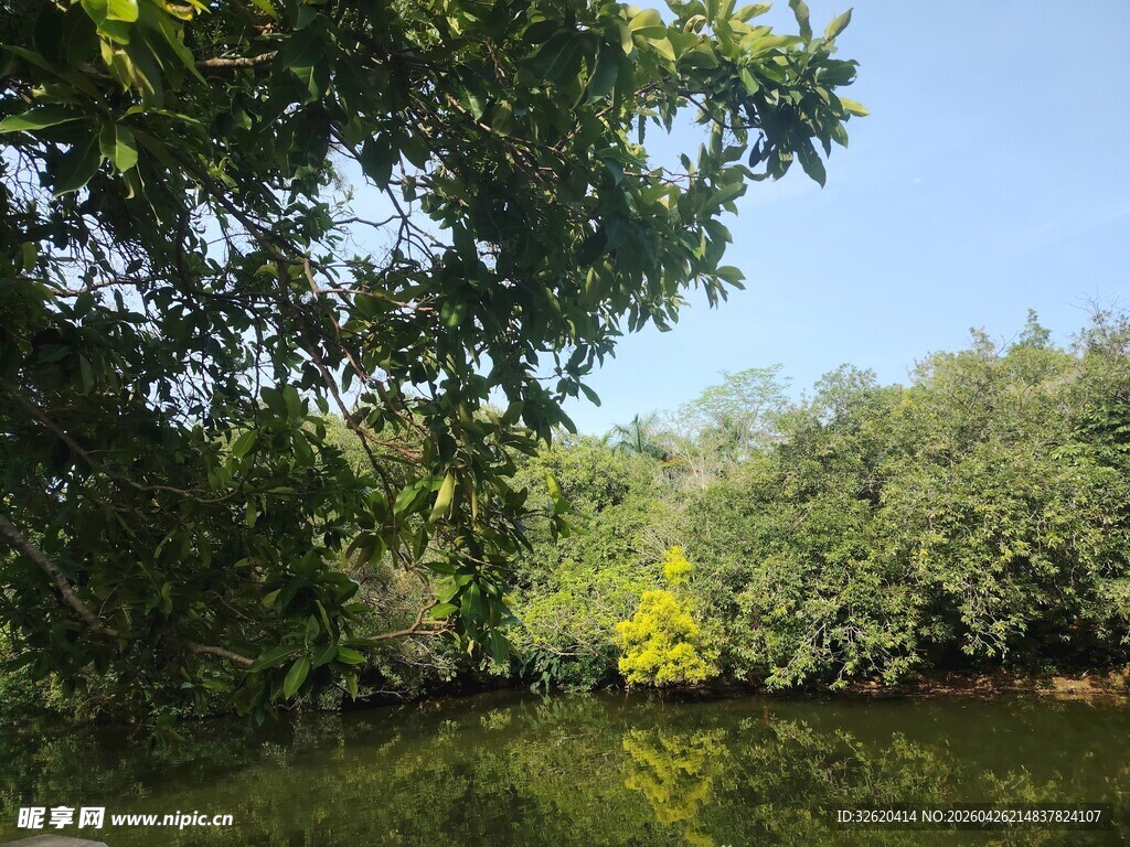 宁静河畔绿意盎然的景致