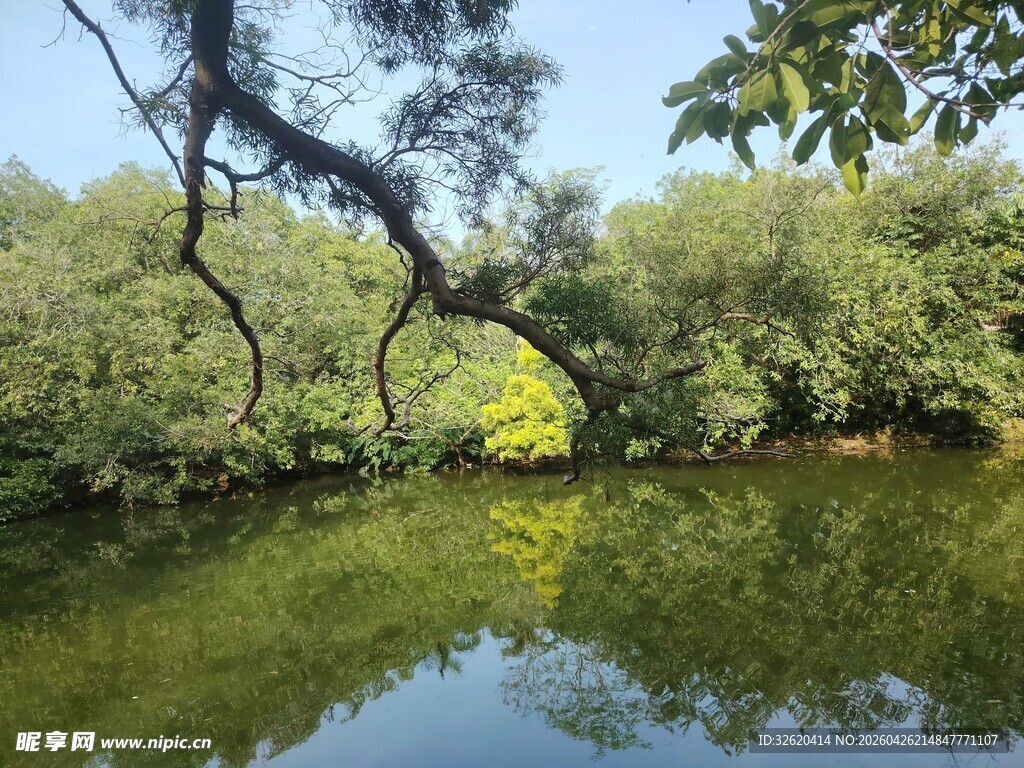 静谧河畔的繁茂绿植景观