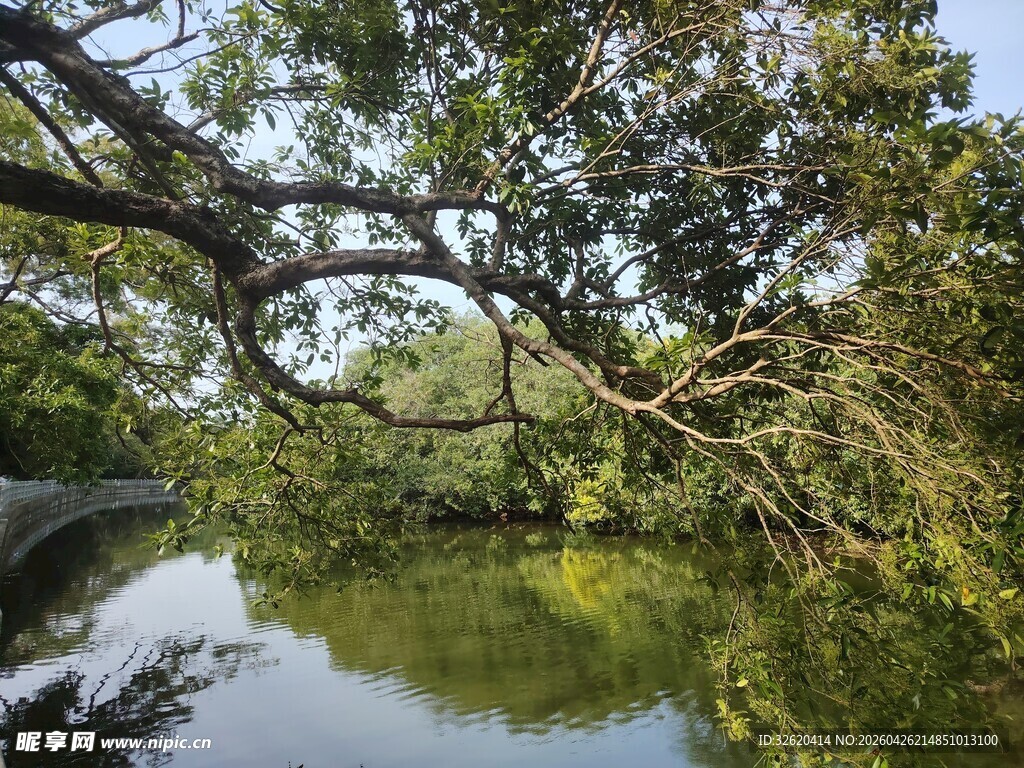 河畔繁茂绿树倒映于水中