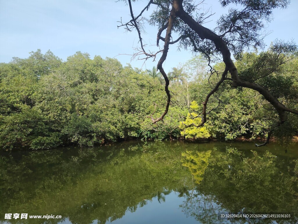 湖畔绿树成荫的自然美景