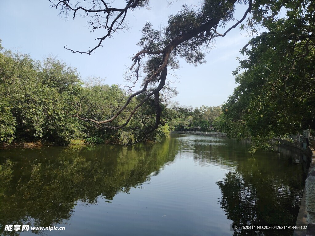 宁静河畔绿树倒影美景