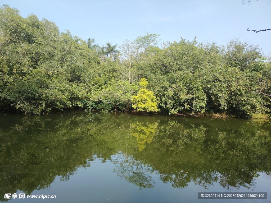 宁静湖畔绿树倒映