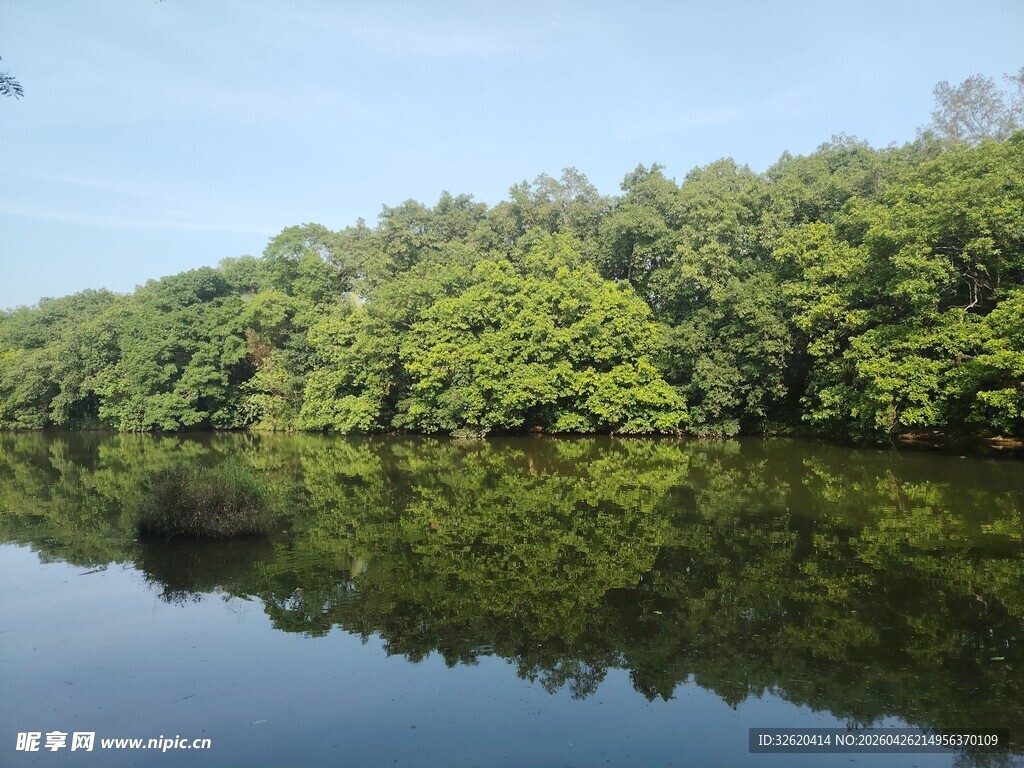 宁静河畔的茂密绿树倒影