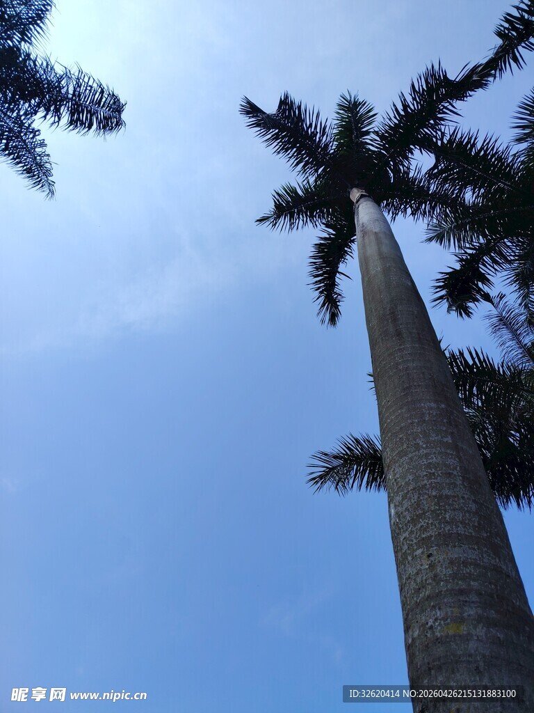 仰望高耸棕榈树