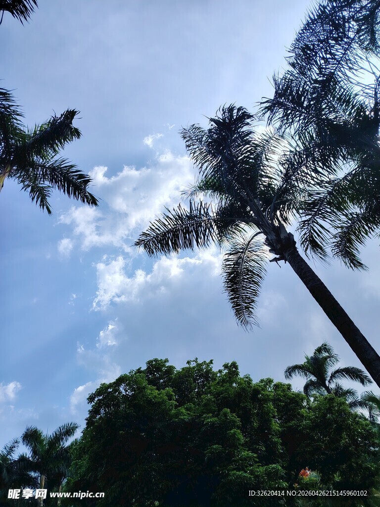 蓝天椰树风景